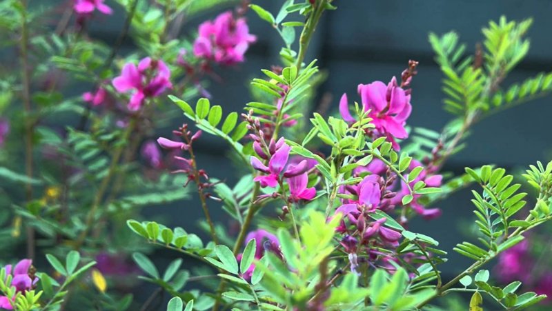 Indigofera tinctoria