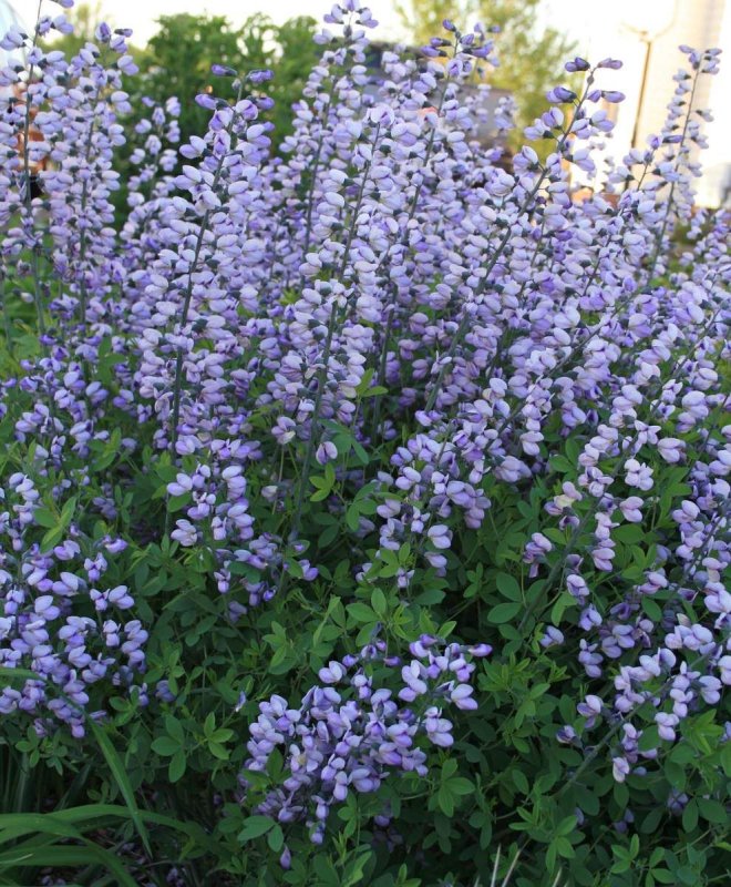 Баптизия Baptisia Purple Smoke