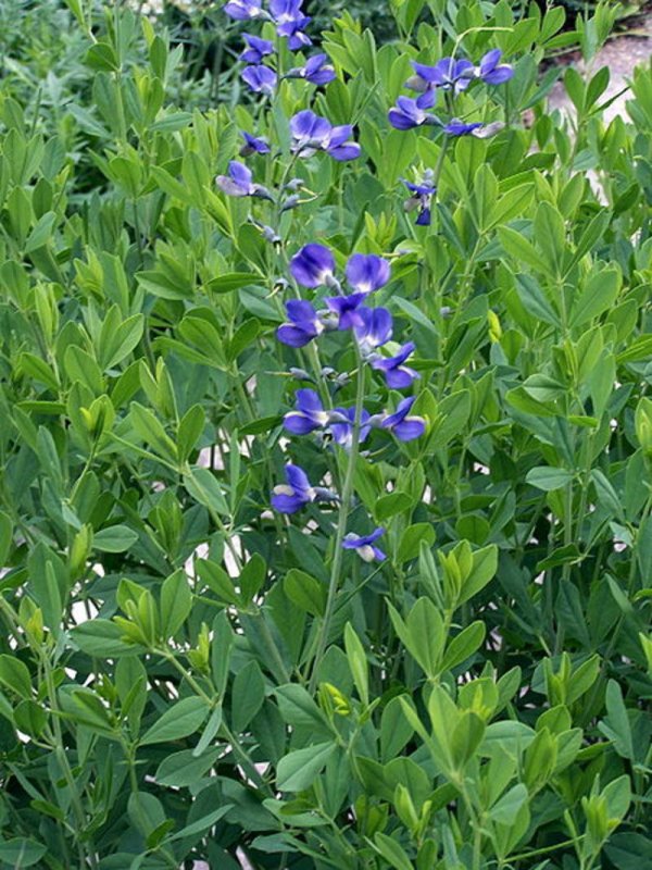Baptisia tinctoria
