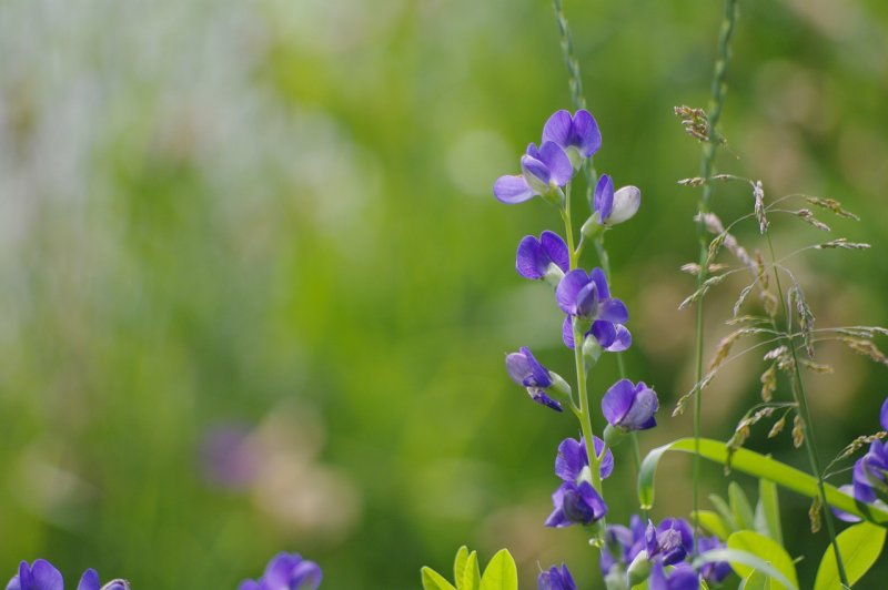 Баптизия Baptisia Decadence Blueberry Sunday