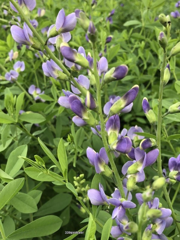 Баптизия Южная (Baptisia Australis)