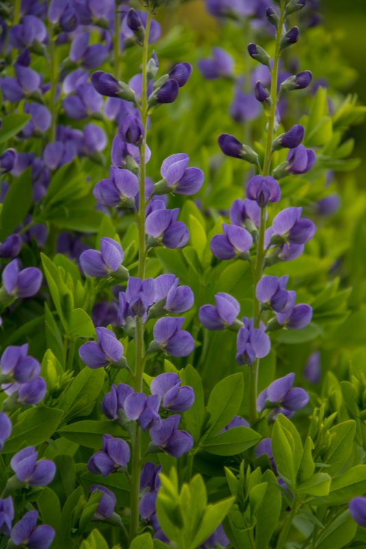 Ложное индиго Baptisia Australis