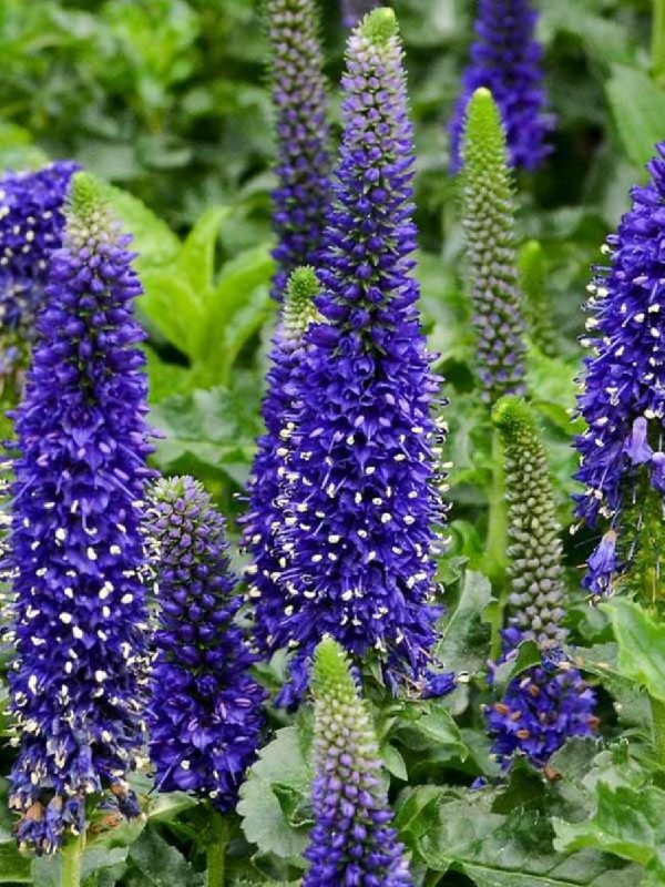 Растения Вероника Blue Indigo