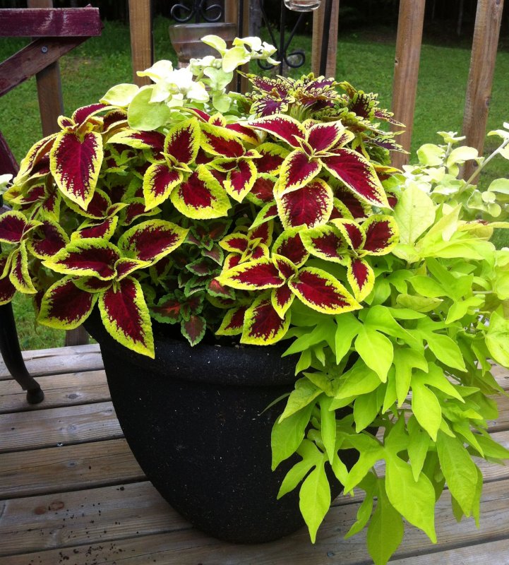 Колеус Red Croton