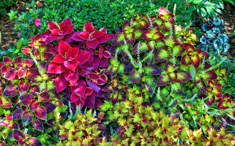Колеус Red Croton