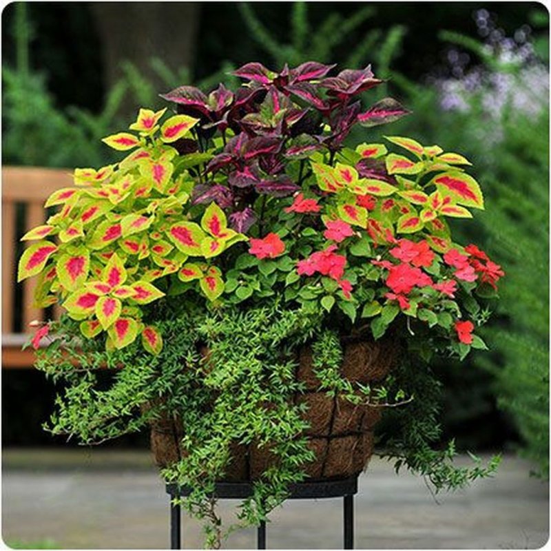 Колеус Блюме (Plectranthus scutellarioides)