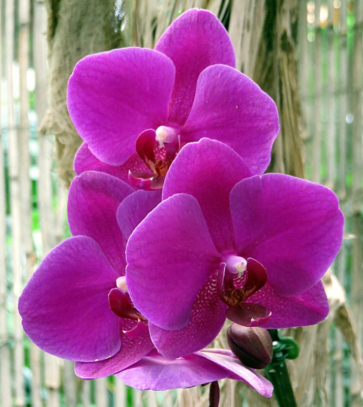 Орхидея Phalaenopsis