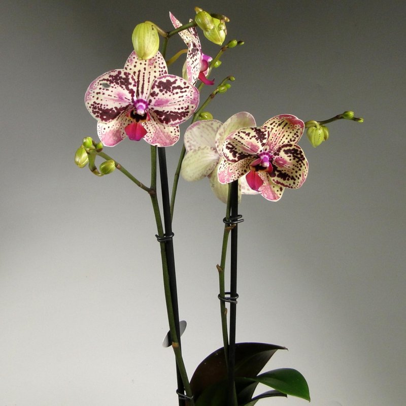 Орхидея Phalaenopsis