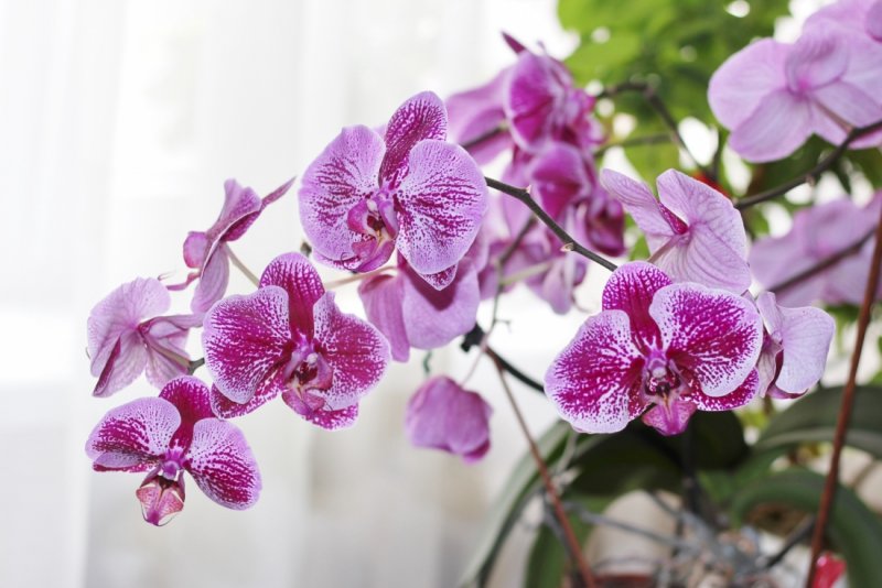 Орхидея Bernhard Phalaenopsis