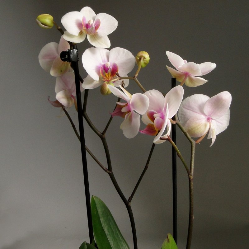 Орхидея Phalaenopsis