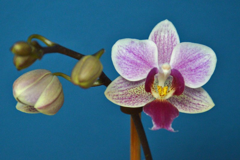 Орхидея Phalaenopsis