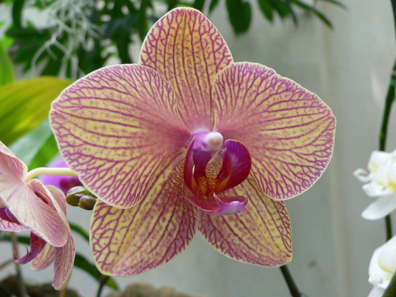 Орхидея ambiance Phalaenopsis