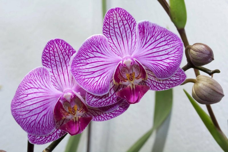 Орхидея Phalaenopsis