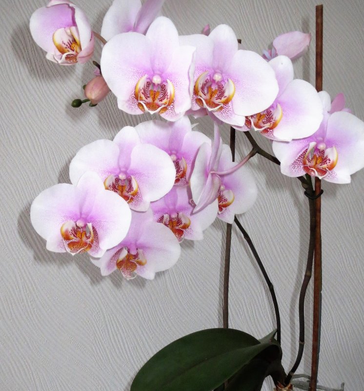 Фаленопсис (Phalaenopsis) – Орхидея