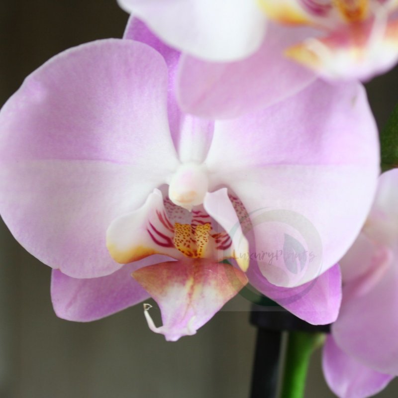 White Orchid Эльвира