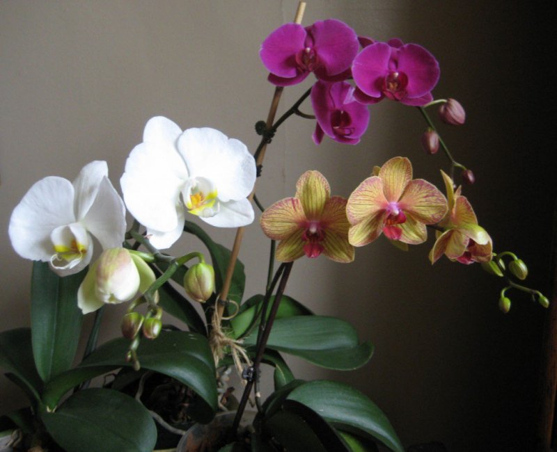 Орхидея Phalaenopsis
