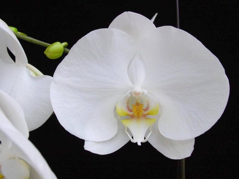 Орхидея Phalaenopsis