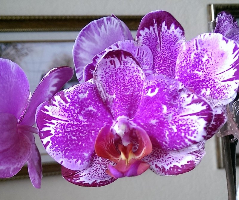 Орхидея Phalaenopsis