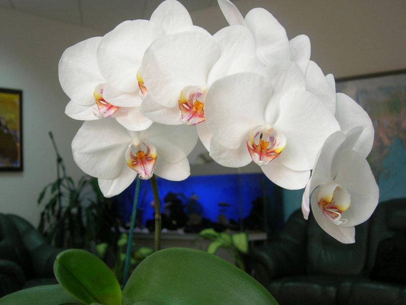Орхидея Phalaenopsis