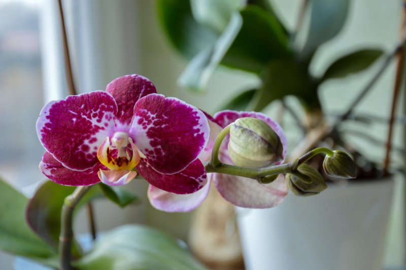 Орхидея Phalaenopsis