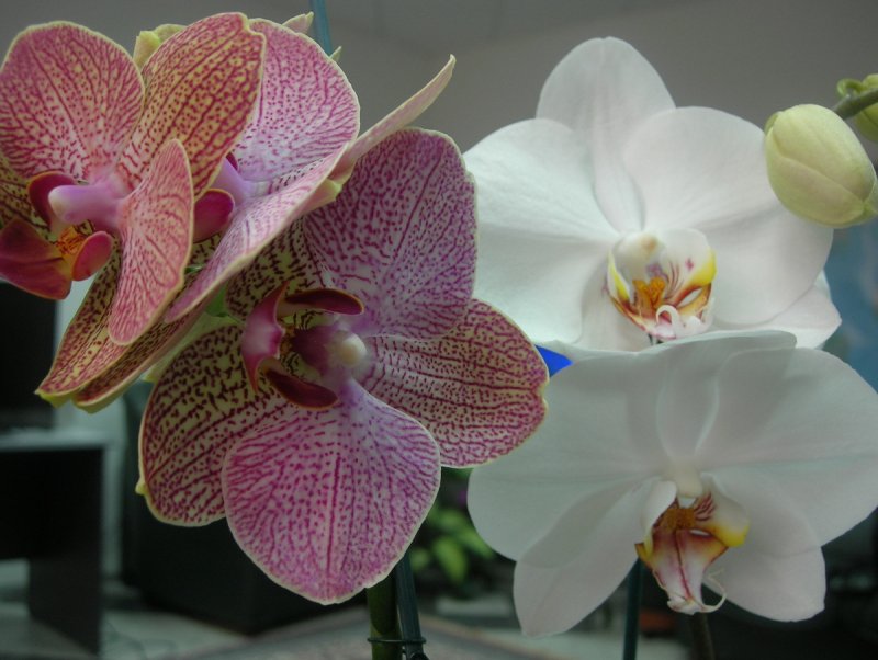 Фаленопсис (Phalaenopsis) – Орхидея