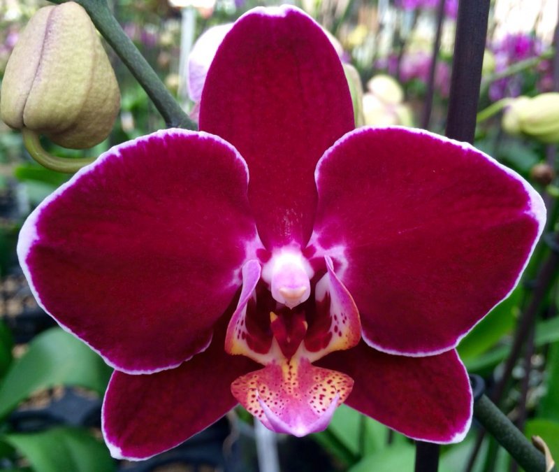 Phal 2st Speechless Elegance 18