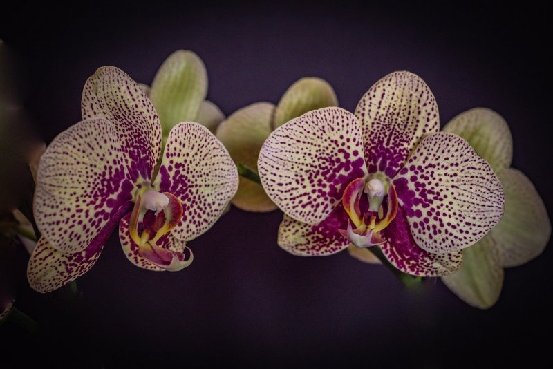 Орхидея Bernhard Phalaenopsis