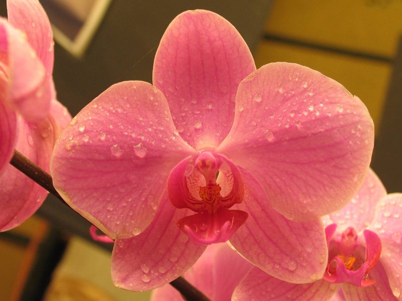 Орхидея Phalaenopsis Marillion