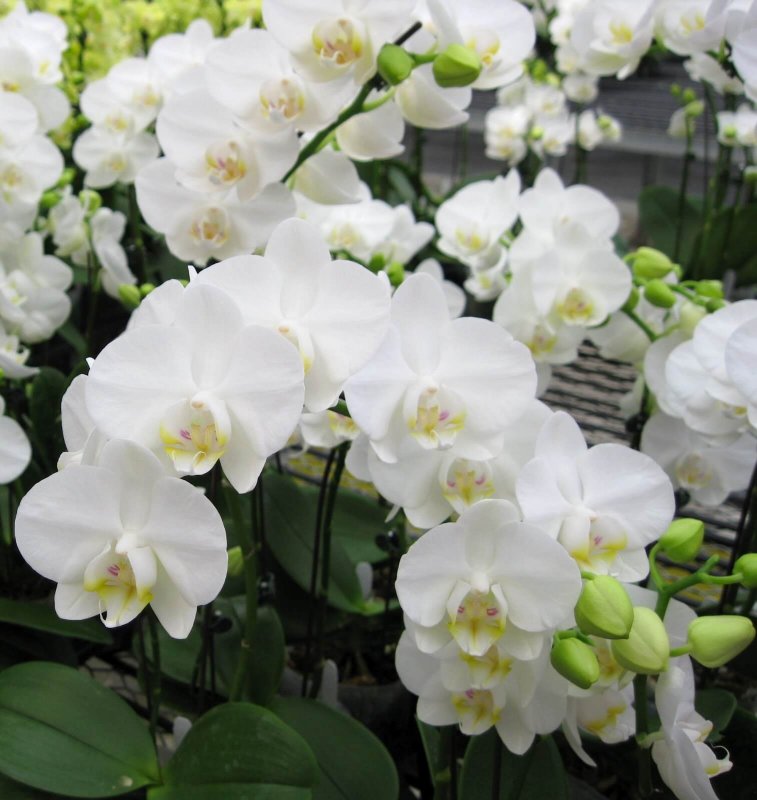 Орхидея Phalaenopsis Kellion