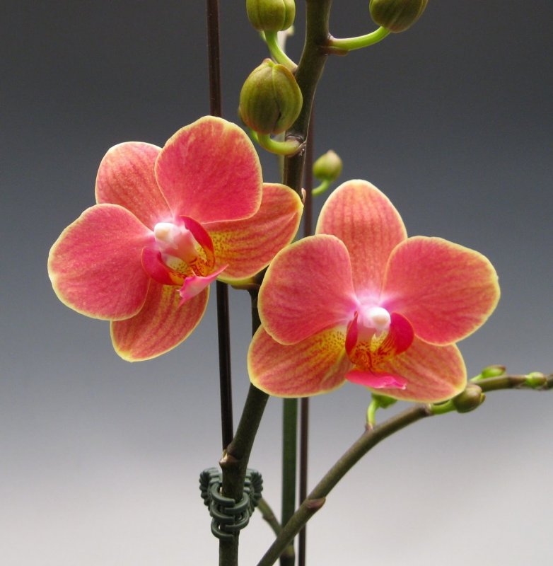 Орхидея Phalaenopsis