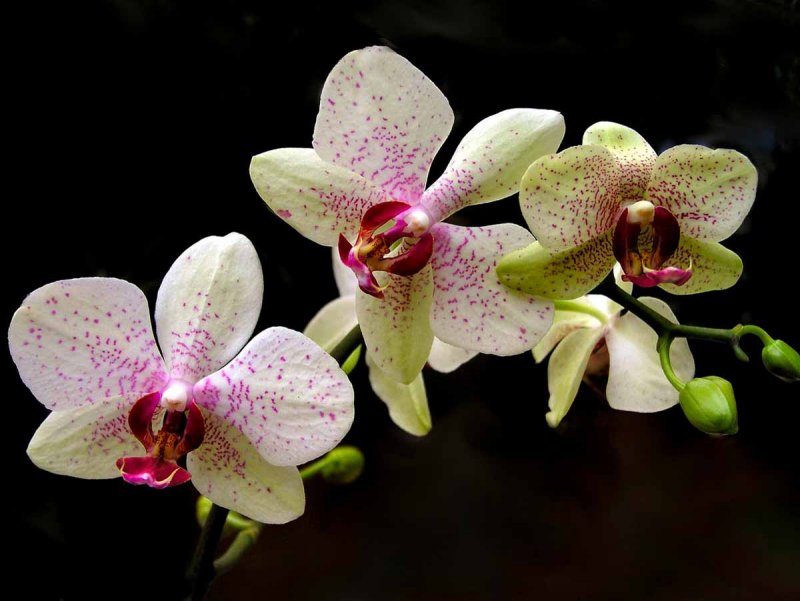 Орхидея Phalaenopsis