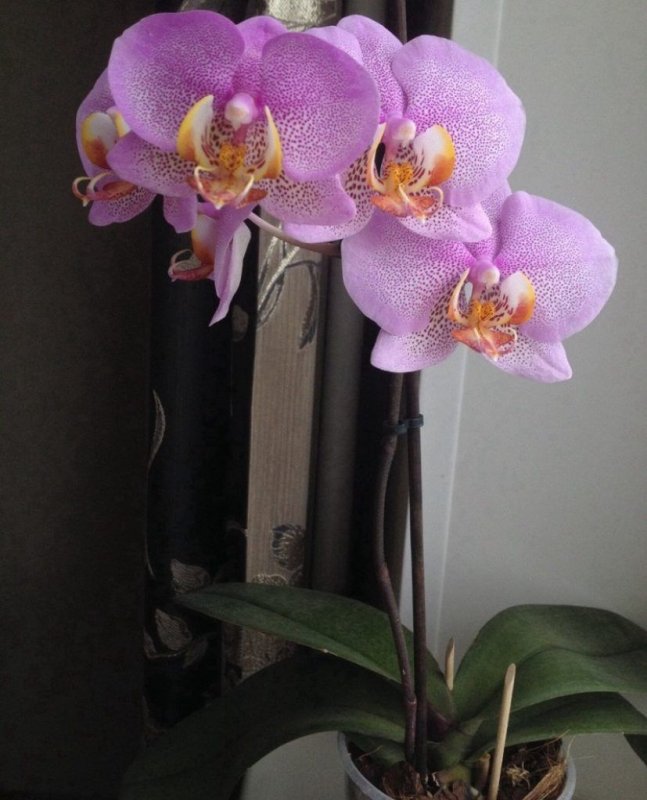 Орхидея ambiance Phalaenopsis