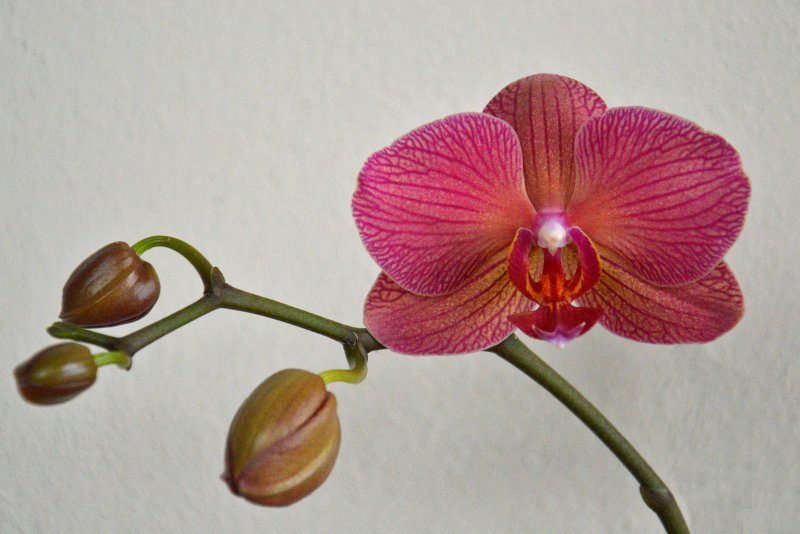 Орхидея ambiance Phalaenopsis