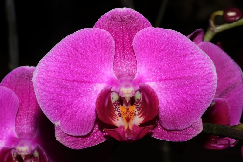 Орхидея Phalaenopsis