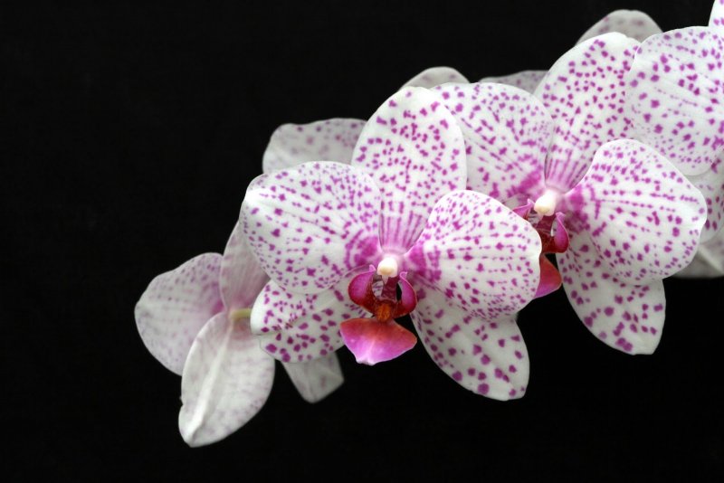 Орхидея Phalaenopsis Cleopatra