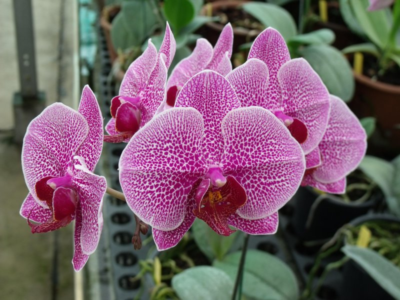 Орхидея Phalaenopsis Mosaic