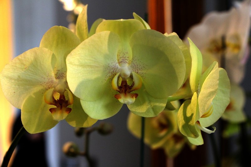Орхидея Phalaenopsis