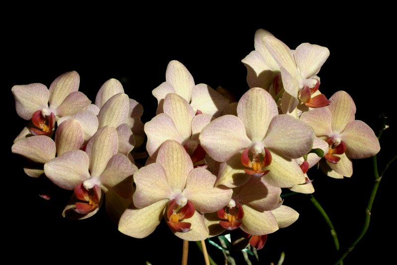 Орхидея ambiance Phalaenopsis