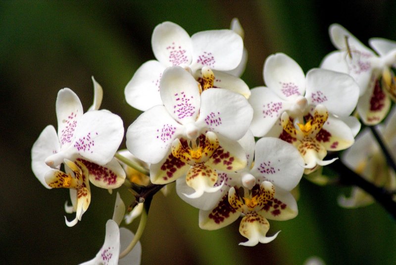Фаленопсис (Phalaenopsis) – Орхидея
