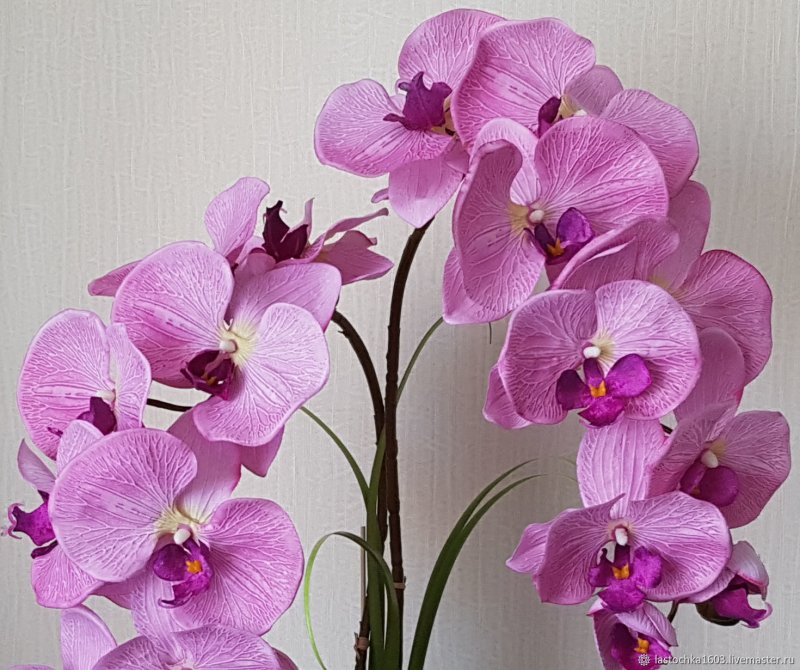 Phal Аля персик
