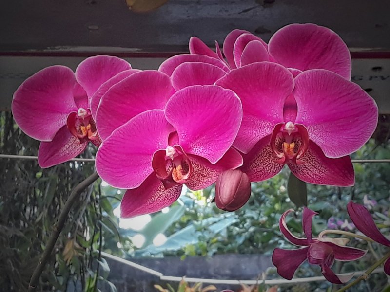 Орхидея Bernhard Phalaenopsis