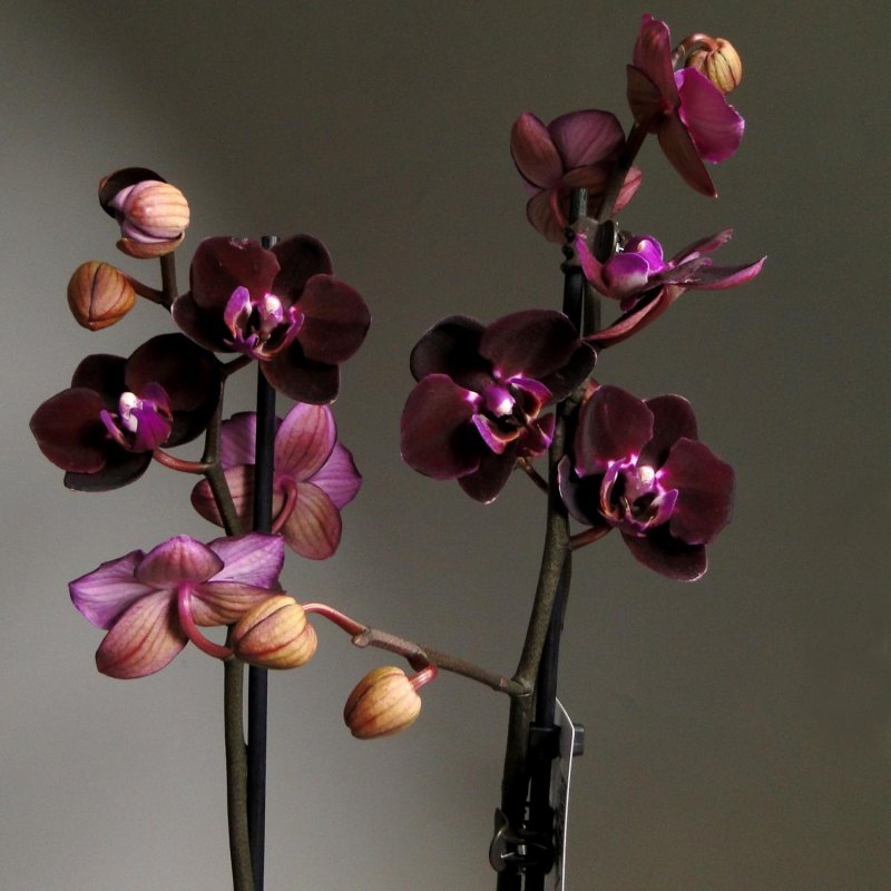 Орхидея Phalaenopsis