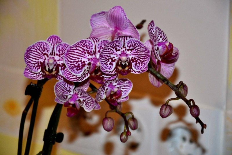 Phal. Элегант Дебора