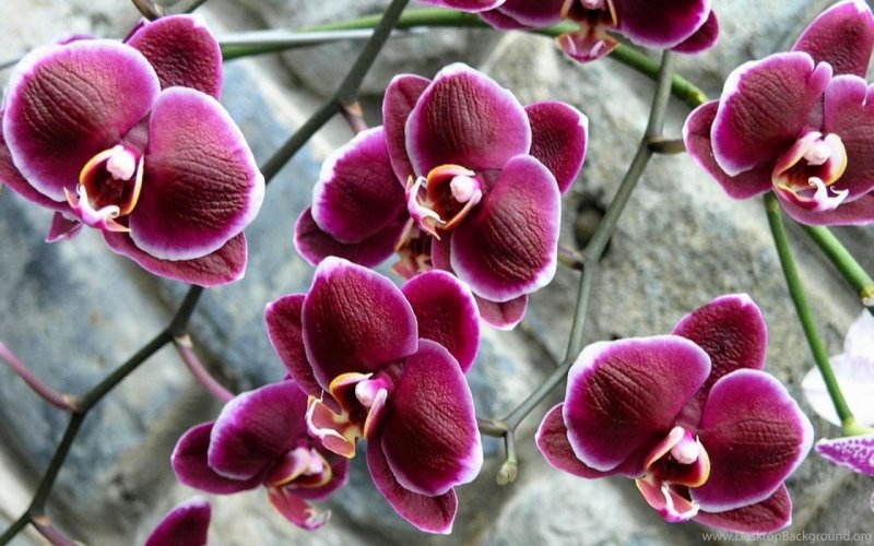 Фаленопсис Амабилис Phalaenopsis amabilis