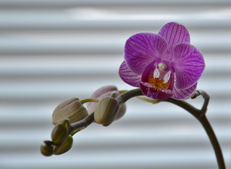 Орхидея Phalaenopsis Manila