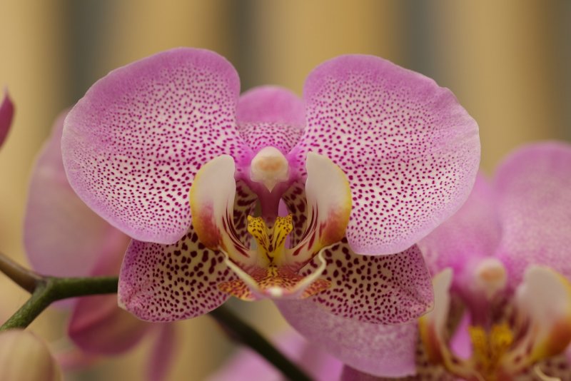Орхидея Phalaenopsis Джиллиан