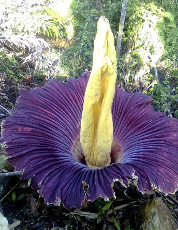 Titan arum цветок