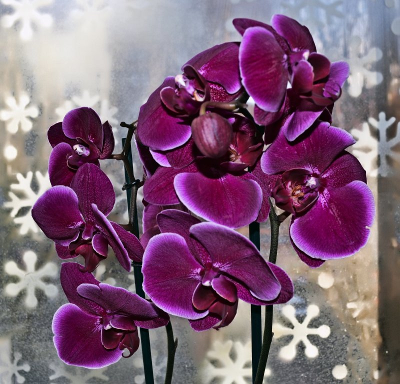 Фаленопсис Амабилис Phalaenopsis amabilis