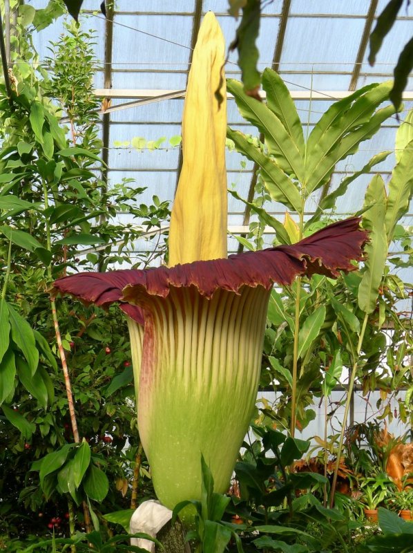 Amorphophallus Titanum