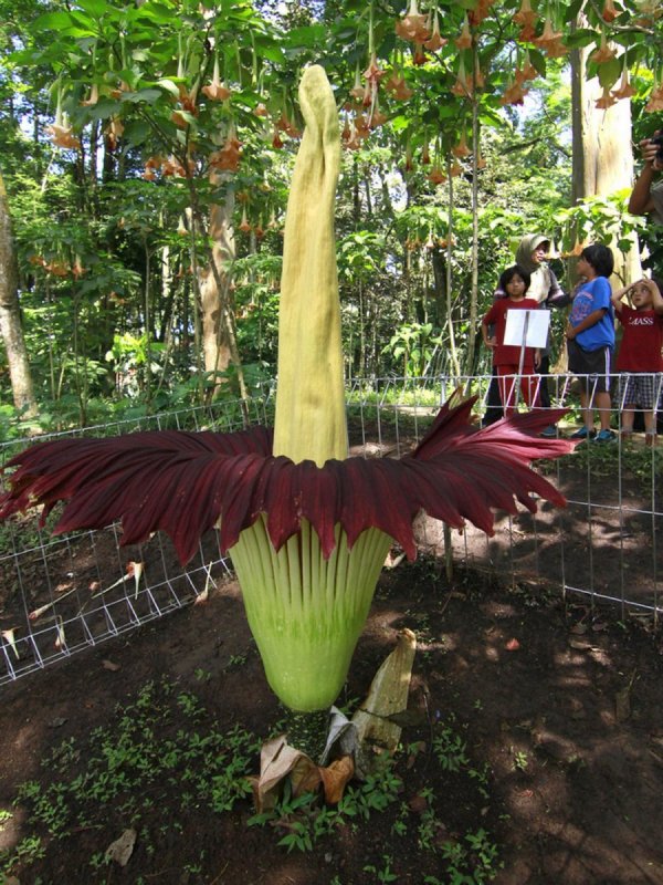 Титан Арум (лат. Amorphophallus)
